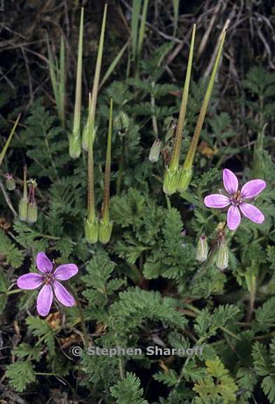 erodium botrys 4 graphic